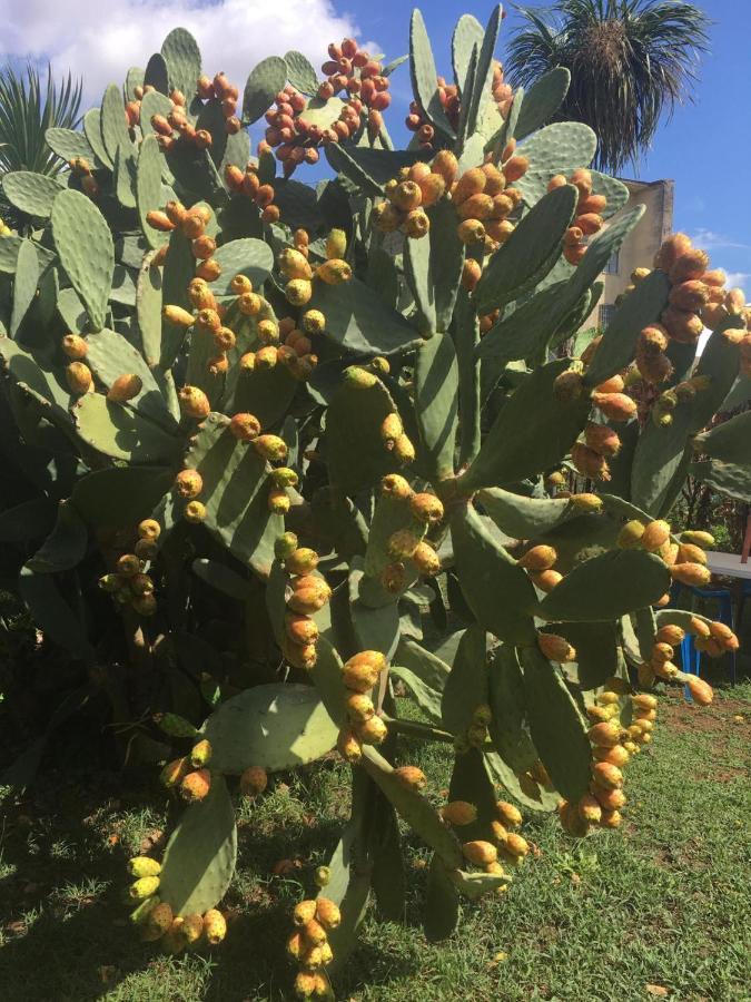 Il Giardino Degli Agrumi カゼルタ エクステリア 写真