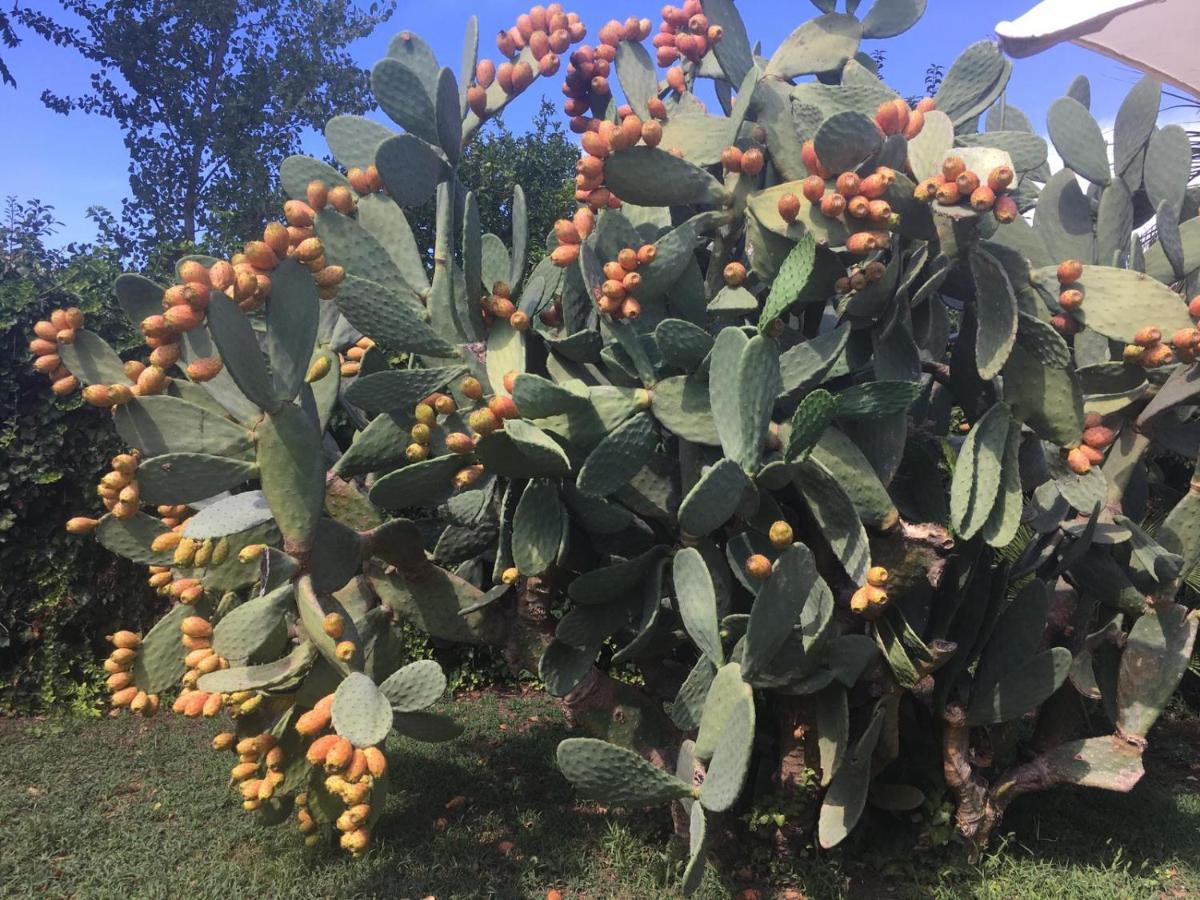 Il Giardino Degli Agrumi カゼルタ エクステリア 写真