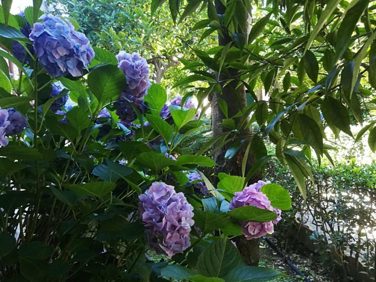 Il Giardino Degli Agrumi カゼルタ エクステリア 写真