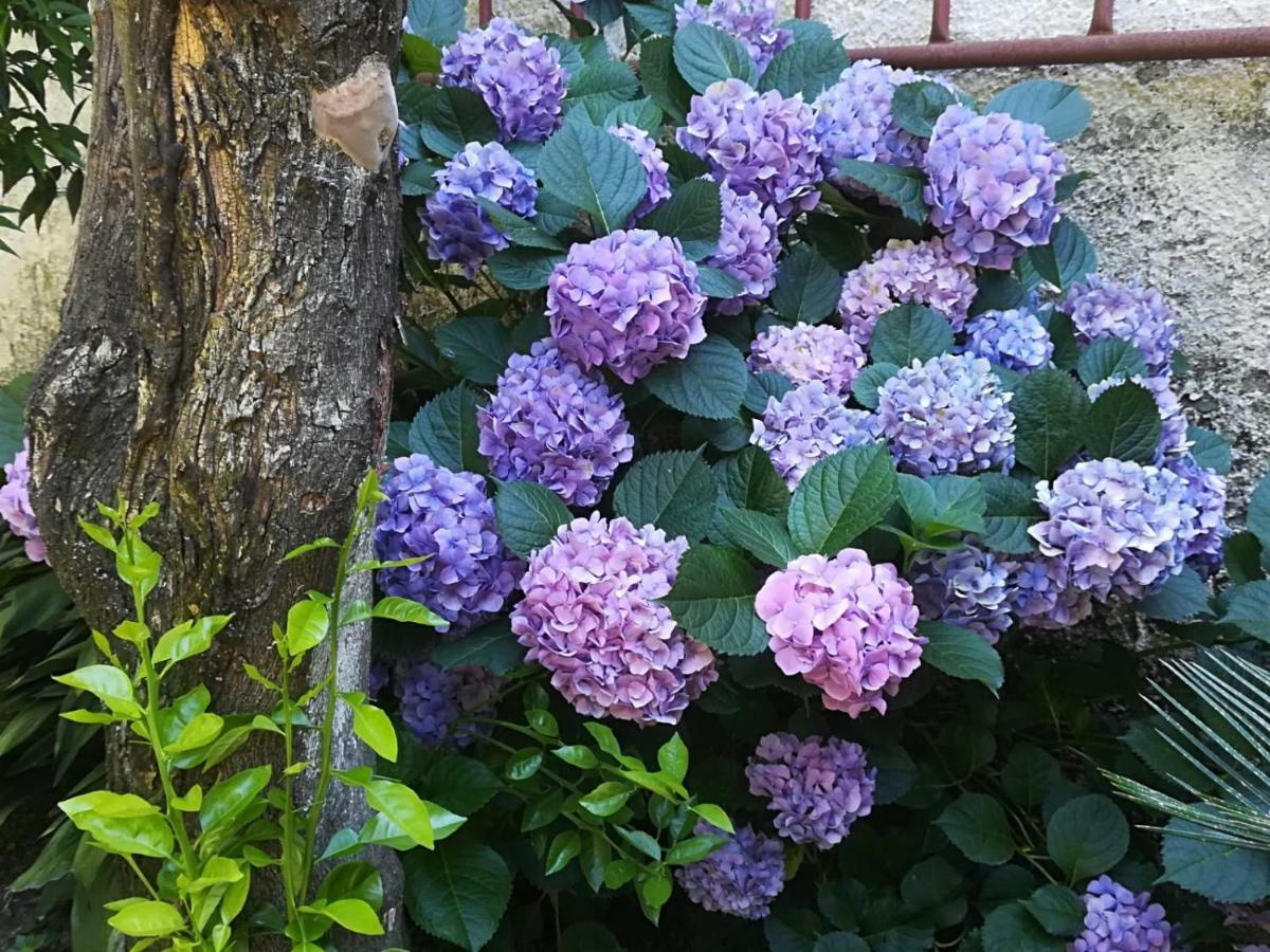Il Giardino Degli Agrumi カゼルタ エクステリア 写真
